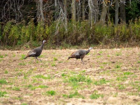 Wild Turkeys Stock Photos