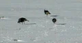 Wild Turkeys scratching in snow HD HD Footage
