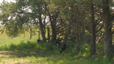 Wild Turkeys in Shade Stock Footage 134844051