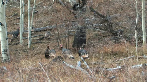 Wild Turkeys in Southern Utah Stock Footage