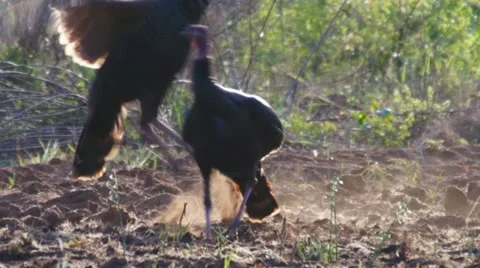 Wild Turkeys Sparring Stock Footage 10890746