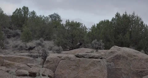 Wild turkeys take flight from cliff edge over river canyon Stockbeeldmateriaal 334484525