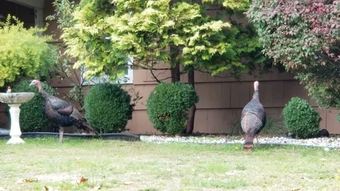 Wild Turkeys Taking a Stroll -01 Stock Footage 219577173