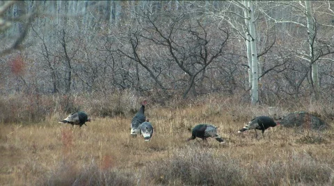 Wild Turkeys in Utah Vídeo Stock 89350