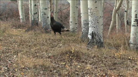 Wild Turkeys in Utah Vídeos de archivo 89657
