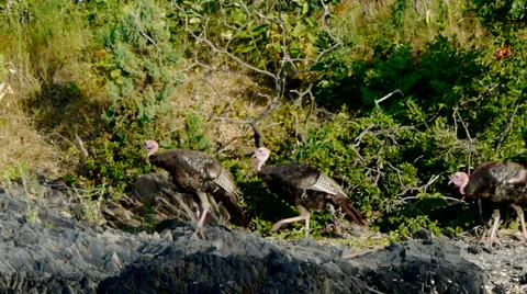 Wild Turkeys Walking 스톡 동영상 55198822