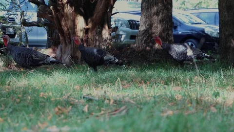 Wild Turkeys Walking Out Of Forest Into Car Park Vídeo Stock 88565618