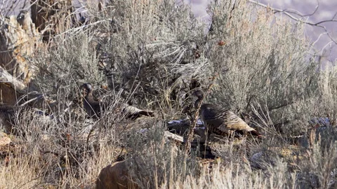 Wild turkeys walking through the sagebrush in Utah Stock Footage 327028310