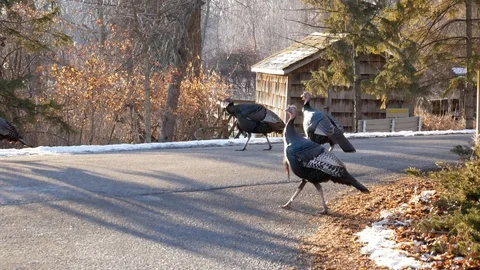 Wild Turkeys in Wisconsin Stock Footage 100979551