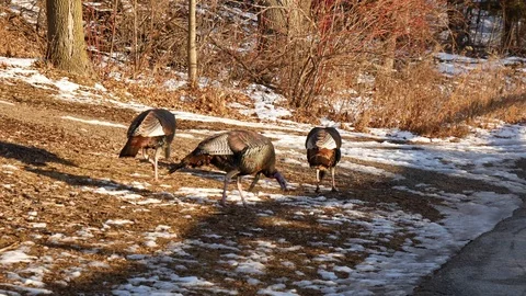 Wild Turkeys in Wisconsin Stock Footage 100979879