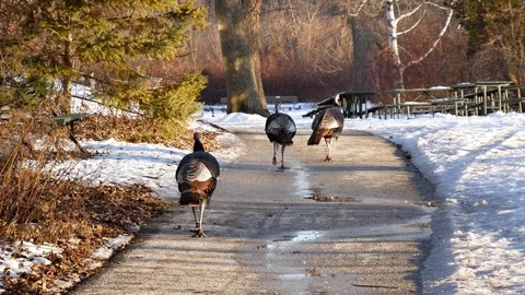 Wild Turkeys in Wisconsin Stock Footage 100980235