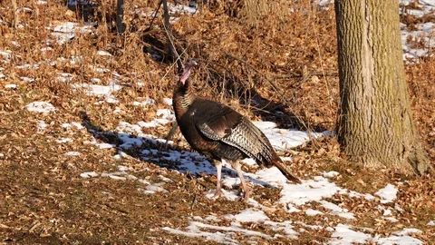 Wild Turkeys in Wisconsin Stock Footage 100980264