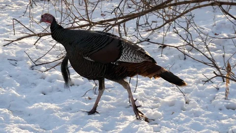 Wild Turkeys in Wisconsin Stock Footage 100980500