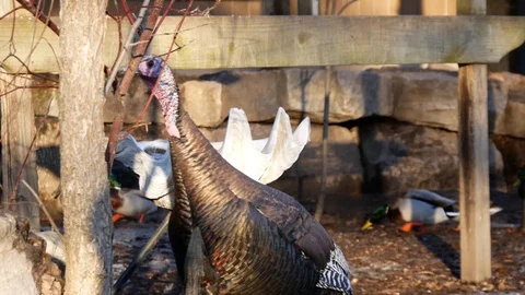 Wild Turkeys in Wisconsin Stock Footage 100980673