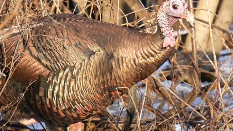 Wild Turkeys in Wisconsin Stock Footage 100981075