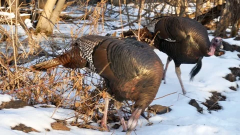Wild Turkeys in Wisconsin Stock Footage 100981104