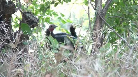 Wild Turkeys in Woods Stock Footage 12616516
