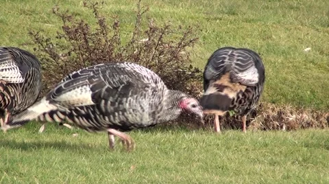 Wild Turkey's.m2ts Stock Footage 1085517