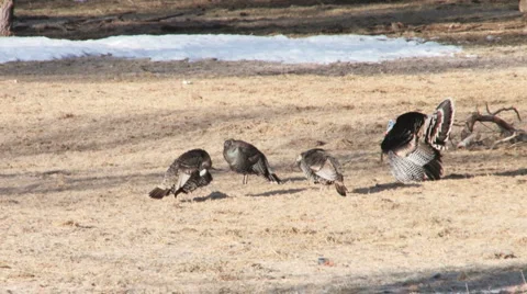 Wild turky Stock Footage 2819247
