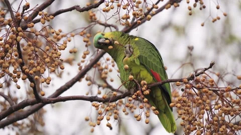 A wild turquoise fronted amazon bird, amazona aestiva, perched on Stock Footage 160120131