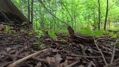 Wild Turtle Cautiously Emerging From Shell in Natural Oklahoma Setting Stock Footage 335826165