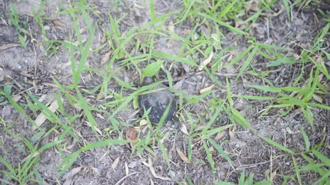 Wild turtle crawling on the grass outdoors Stock Footage 247498799