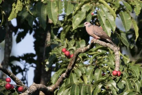 Wild turtle dove Stock Photos