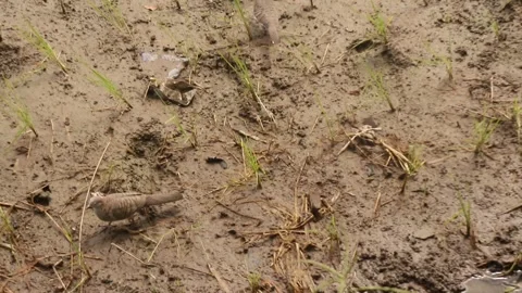 Wild turtle doves foraging in a rice field Video stock 296781625