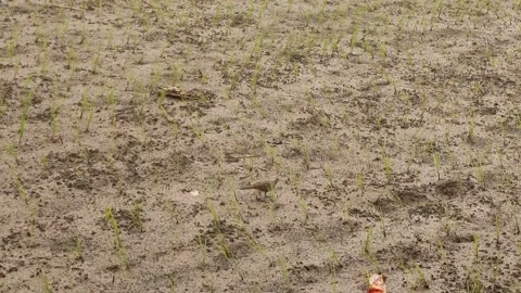 Wild turtle doves foraging in a rice field Stock Footage 296781652