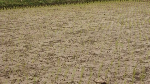 Wild turtle doves foraging in a rice field Stock Footage 296781676
