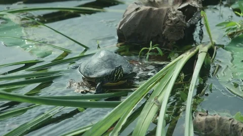 Wild Turtle 動画素材 79938071