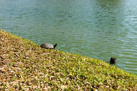 Wild Turtle on Golf Course Foto stock