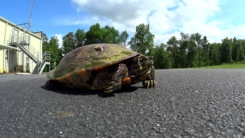 Wild turtle in parking lot Stock Footage 71088317