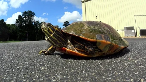 Wild turtle in parking lot Stock Footage 71088700