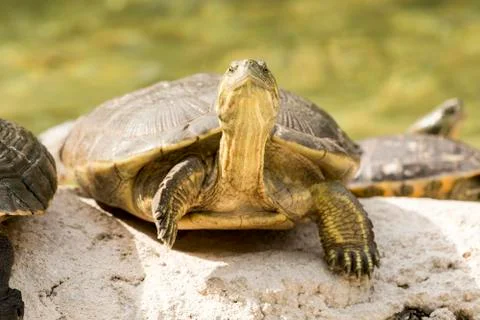 Wild turtle Stock Photos