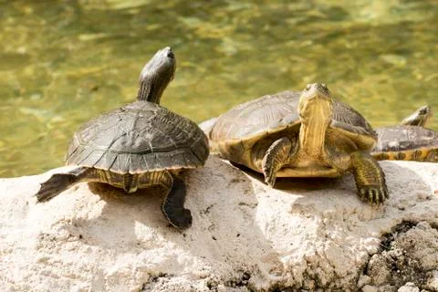 Wild turtle Stock Photos