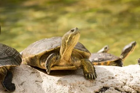Wild turtle Foto stock