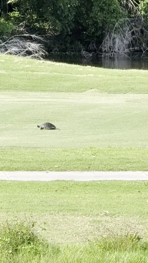 Wild turtle walking across open grassy fairway between ponds. Видео 345284509