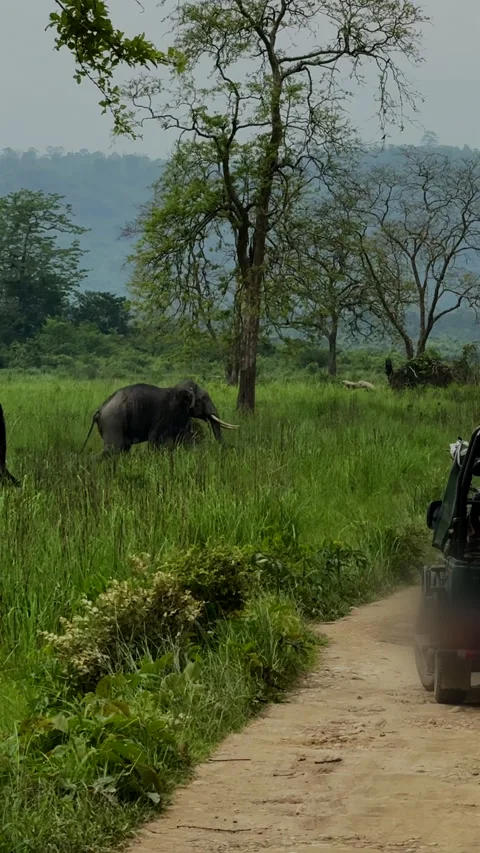 Wild Tusker Elephant Walking Through Tall Green Grass Wildlife Vídeos de archivo 344785533