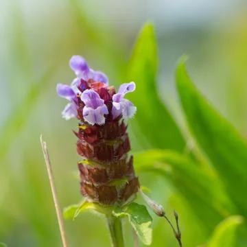 Wild Tyme Foto stock