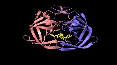 Wild-type HIV-1 protease with antiviral drug amprenavir (yellow). Vídeo Stock 335273634