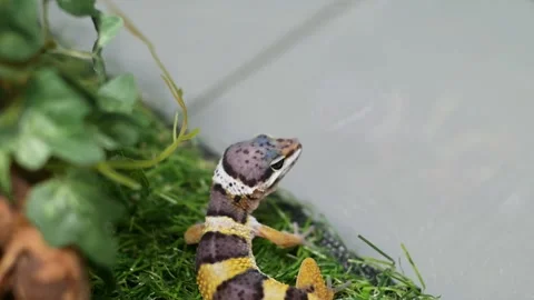 Wild type montanus leopard Gecko Stock Footage 156653677