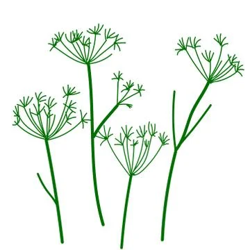Wild umbrella dry herbs. Vector illustration Stock Illustration