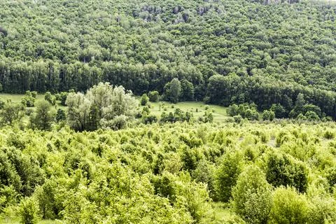 Wild, untouched forests Stock Photos