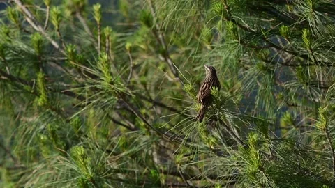 Wild Upland Pipit Bird Chirping On Tree Branch Stock Footage 336566787