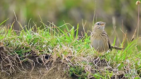 Wild Upland Pipit Bird Standing On Grassy Mound Stock Footage 336566802