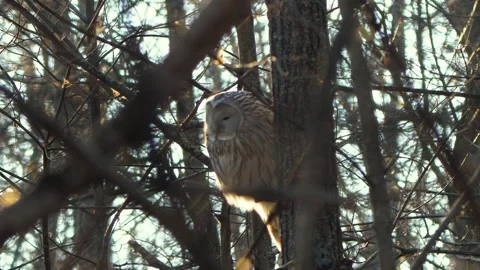 Wild Ural Owl (Strix uralensis) Perched in Forest Habitat in the Southern Urals, Stock Footage 325467115