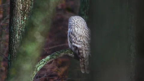 Wild Ural Owl (Strix uralensis) perching in a natural forest environment in the Stock Footage 325467128