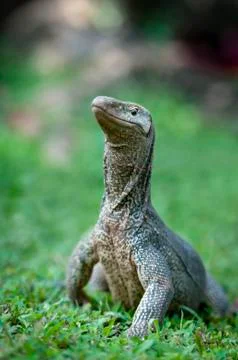 Wild varanus Stock Photos