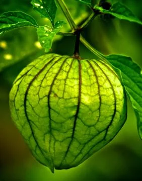 Wild vegetable 스톡 사진